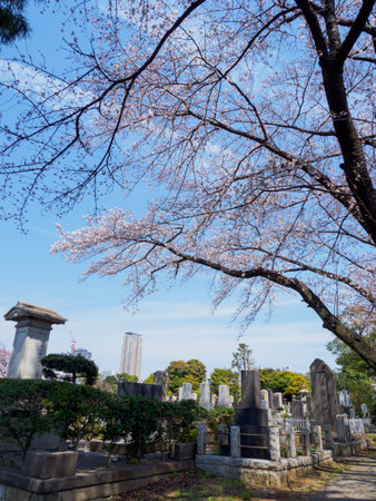 Japanese tomb and Cherry blossomsのeditorial素材