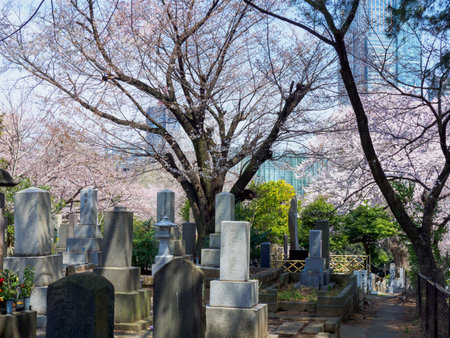 Japanese tomb and Cherry blossomsのeditorial素材