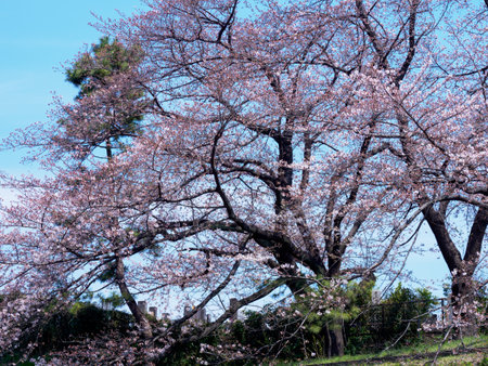 Japanese tomb and Cherry blossomsのeditorial素材