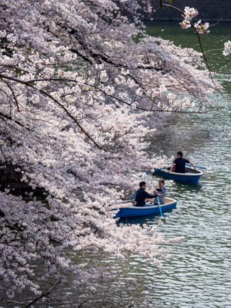 Cherry blossoms in Japanのeditorial素材