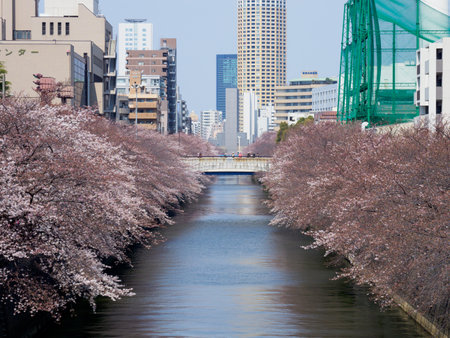 Cherry blossoms in Japanのeditorial素材