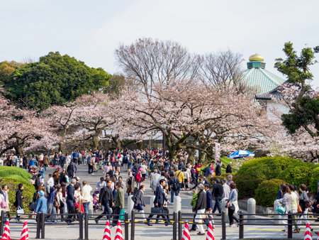Cherry blossoms in Japanのeditorial素材