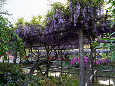 Japanese Shrine and Wisteriaのeditorial素材