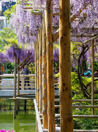 Japanese Shrine and Wisteriaのeditorial素材
