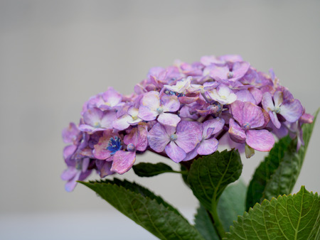 Flowers Background.の写真素材