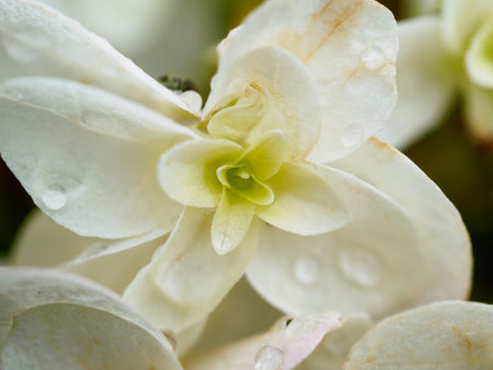 Flowers Background.