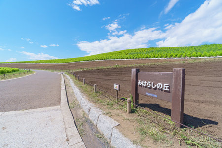 Hitachi Seaside Park and Kohia, Japanのeditorial素材