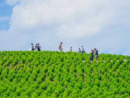 Hitachi Seaside Park and Kohia, Japanのeditorial素材