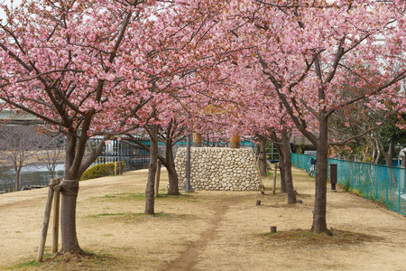 Cherry blossoms in Japanの写真素材