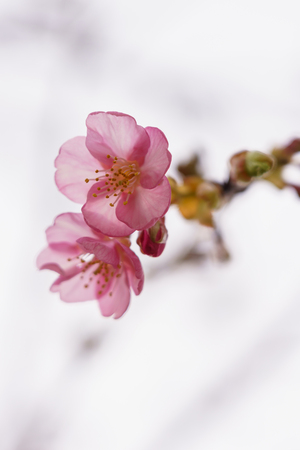 Cherry blossoms in Japanの写真素材