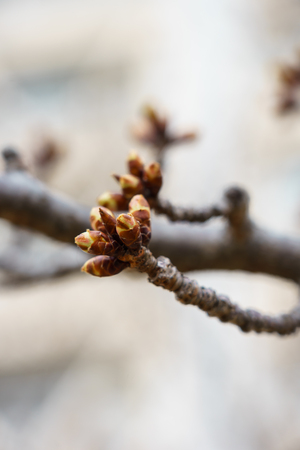 Cherry blossoms in Japanの写真素材