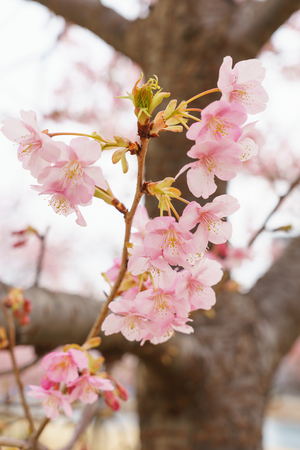 Cherry blossoms in Japanの写真素材