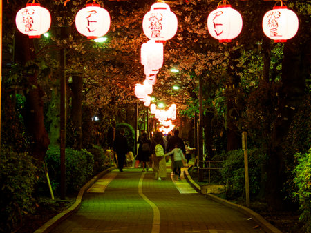 Cherry blossoms in Japanのeditorial素材