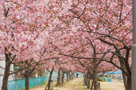 Cherry blossoms in Japanの写真素材
