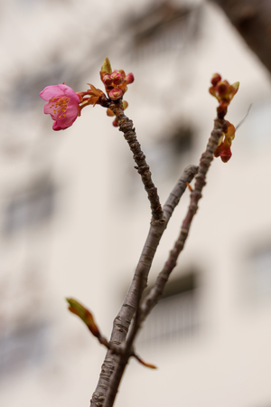 Cherry blossoms in Japanの写真素材