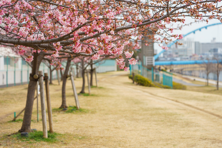 Cherry blossoms in Japanの写真素材