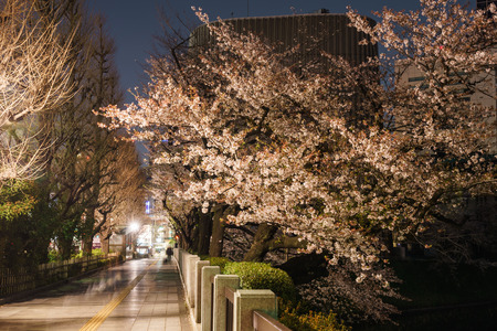 Cherry blossoms in Japanの写真素材