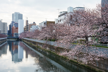 Cherry blossoms in Japanの写真素材