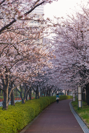 Cherry blossoms in Japanの写真素材