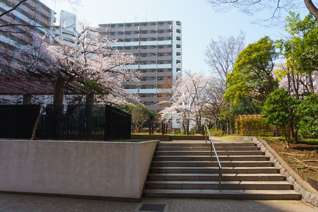 Cherry blossoms in Japanの写真素材