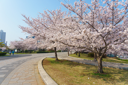 Cherry blossoms in Japanの写真素材