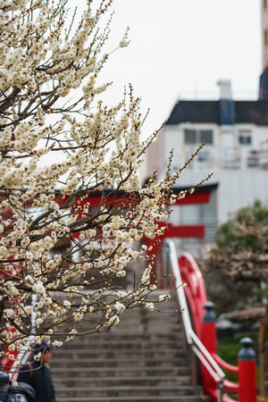 At the Japanese Shrine, Tokyoの写真素材