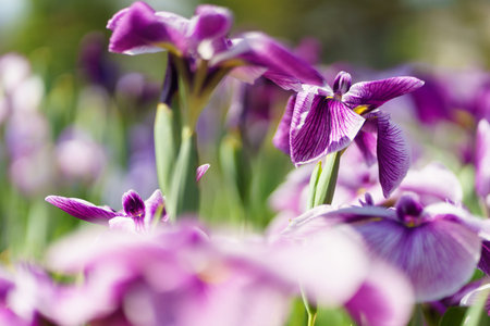 Iris flower, Japan