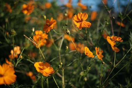 Sulfur Cosmos in Japan daytimeの写真素材