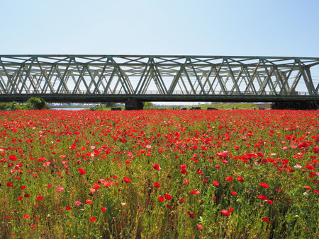 Arakawa Riverside Poppy Flower, Japan Tokyo Landscape Dayの写真素材