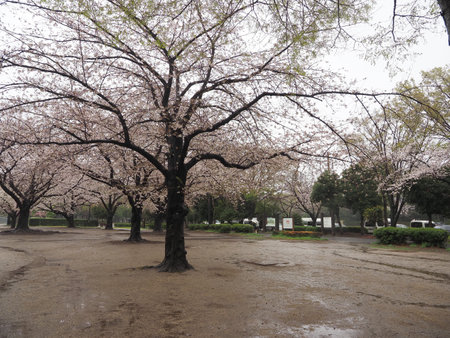Rainy day Kiba Park Cherry blossoms, Japan Tokyo 2023の写真素材
