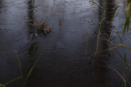 Tokyo Frozen pond