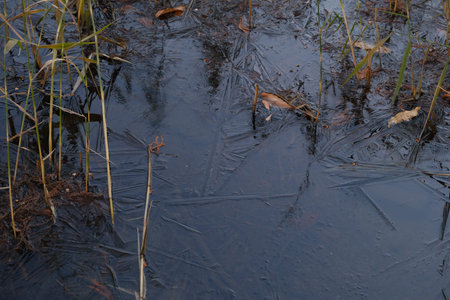 Tokyo Frozen pond