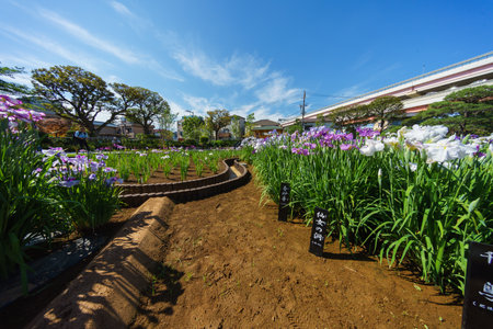 Tokyo Horikiri Iris gardenの写真素材