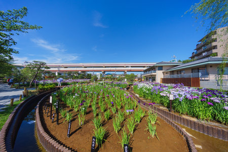 Tokyo Horikiri Iris gardenの写真素材