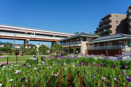 Tokyo Horikiri Iris gardenの写真素材