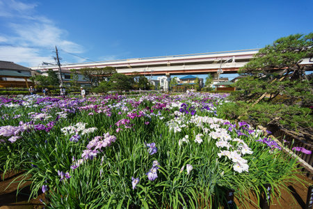 Tokyo Horikiri Iris gardenの写真素材