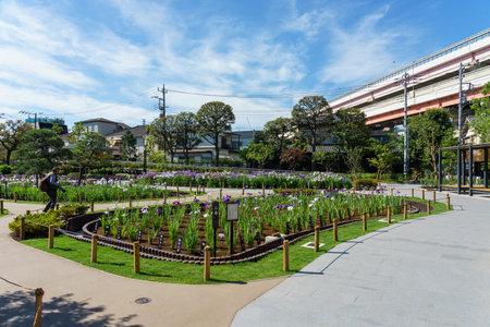 Tokyo Horikiri Iris gardenの写真素材