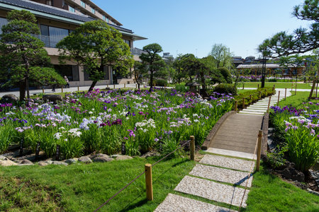 Tokyo Horikiri Iris gardenの写真素材