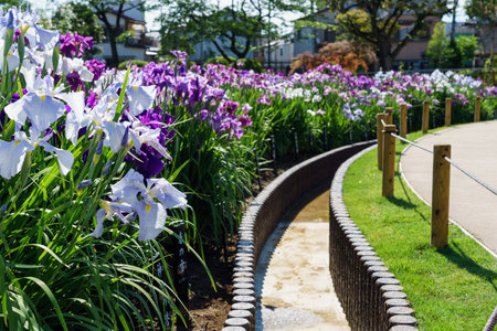 Tokyo Horikiri Iris gardenの写真素材