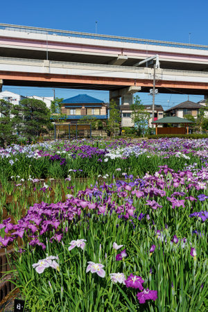 Tokyo Horikiri Iris gardenの写真素材