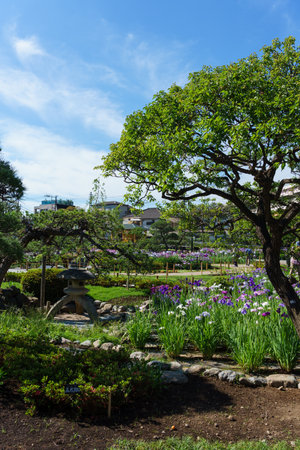 Tokyo Horikiri Iris gardenの写真素材