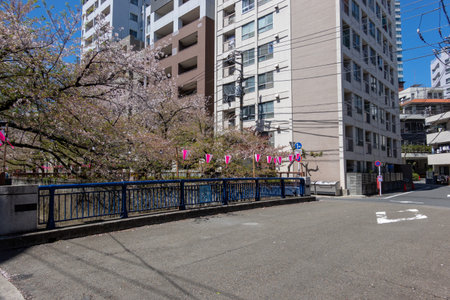 Cherry blossoms in Tokyoの写真素材