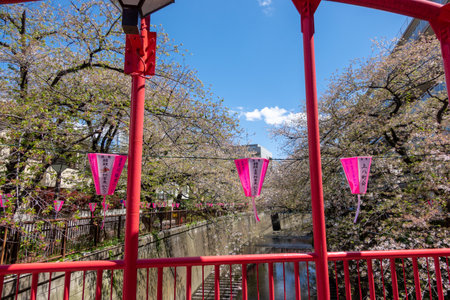 Cherry blossoms in Tokyoの写真素材
