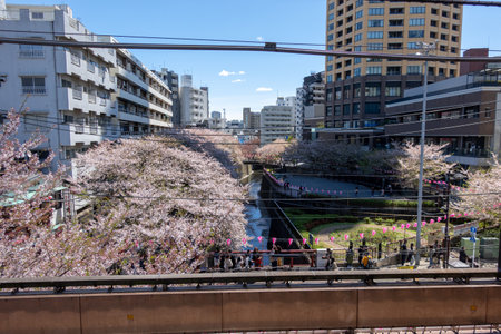 Cherry blossoms in Tokyoの写真素材