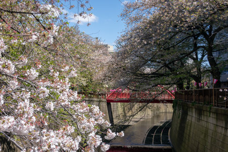 Cherry blossoms in Tokyoの写真素材