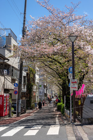 Cherry blossoms in Tokyoの写真素材