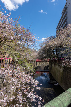 Cherry blossoms in Tokyoの写真素材