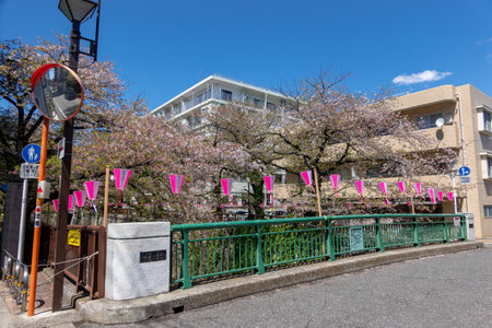 Cherry blossoms in Tokyoの写真素材