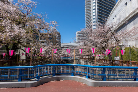 Cherry blossoms in Tokyoの写真素材