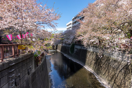 Cherry blossoms in Tokyoの写真素材